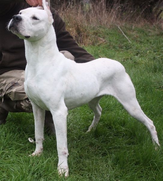 Jenga De La Crau Blanche